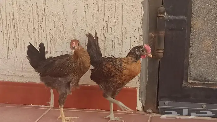 ديك مع دجاجه 0