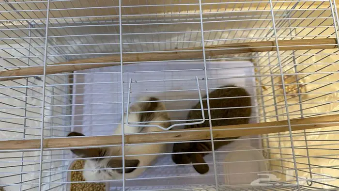 ارانب للبيع 1