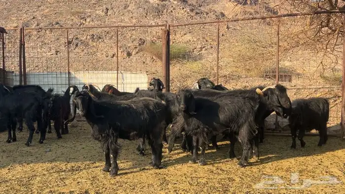 معزه عوارض صنف دفيع طيبه 3