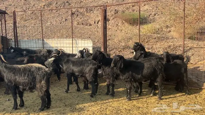 معزه عوارض صنف دفيع طيبه 4