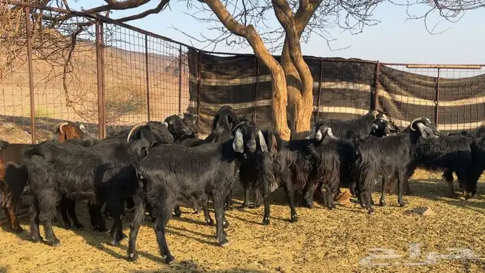 معزه عوارض صنف دفيع طيبه 5