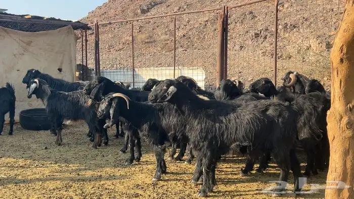 معزه عوارض صنف دفيع طيبه 1