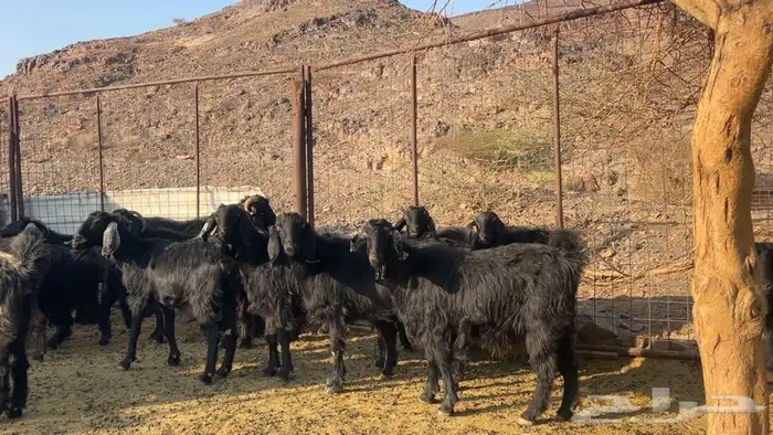 معزه عوارض صنف دفيع طيبه 0