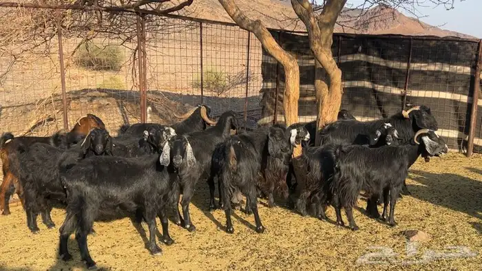 معزه عوارض صنف دفيع طيبه 6