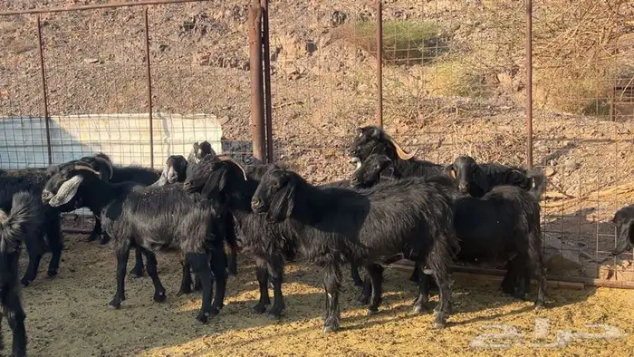 معزه عوارض صنف دفيع طيبه 2