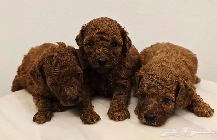 Mini toy poodle and pomerinanبودل وبومرينيم 7