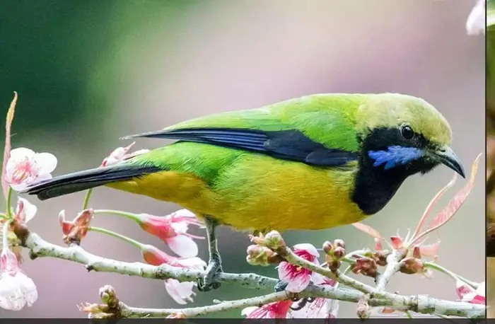 لأصحاب النوادر وهواة الطيور المغردة 0