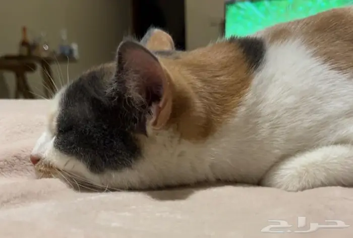 قطة حامل للتبني 1