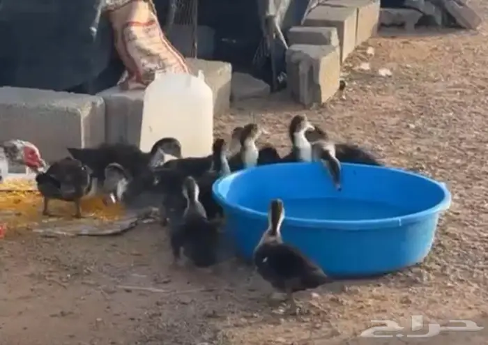 بط مسكوفى للبيع الزوج 100 ريال 2