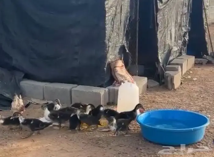 بط مسكوفى للبيع الزوج 100 ريال 1