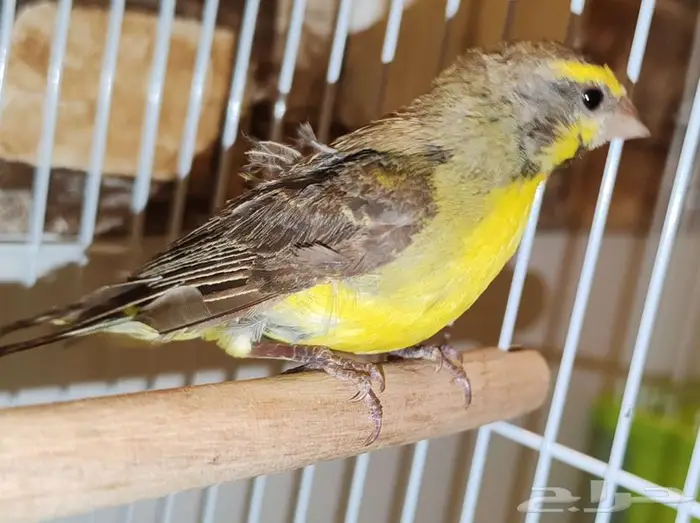 زوجين ياسمين موزمبيق جاهزين للانتاج 0