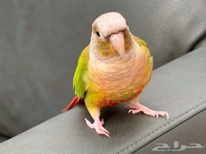 زوج كنيور اليف هدد 0