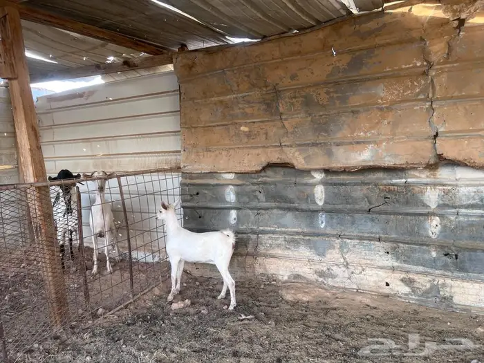 جفره جنوبيه 2