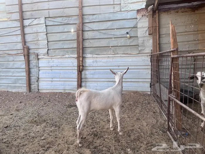 جفره جنوبيه 0