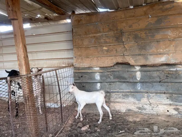 جفره جنوبيه 3