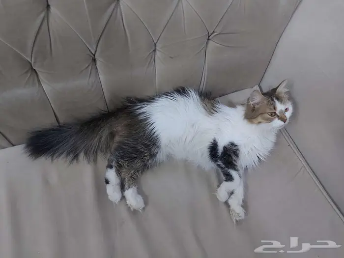 عدد 2 قطة أنثى شيرازي للتبني 5
