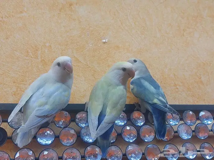 انثى وذكر طيور الروز 1