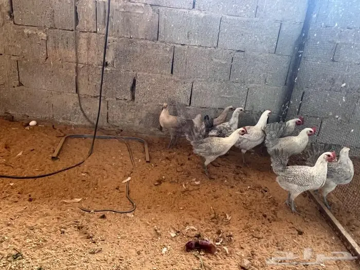 دجاج بياض مشكل فيومي شبابي فيومي المنيوم بلدي 1