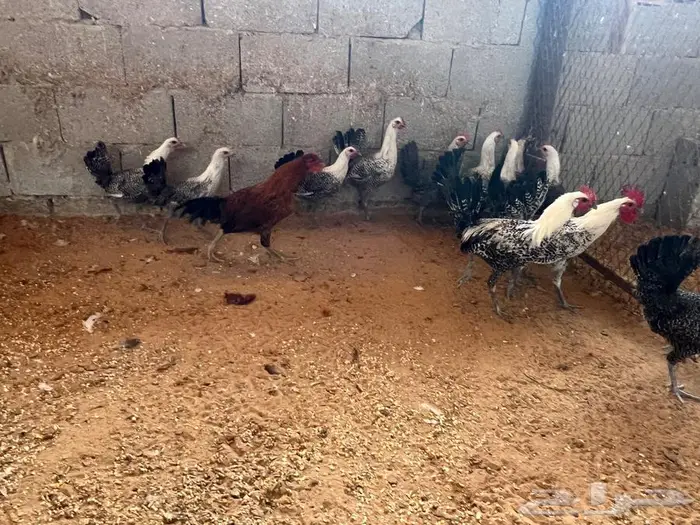 دجاج بياض مشكل فيومي شبابي فيومي المنيوم بلدي 3