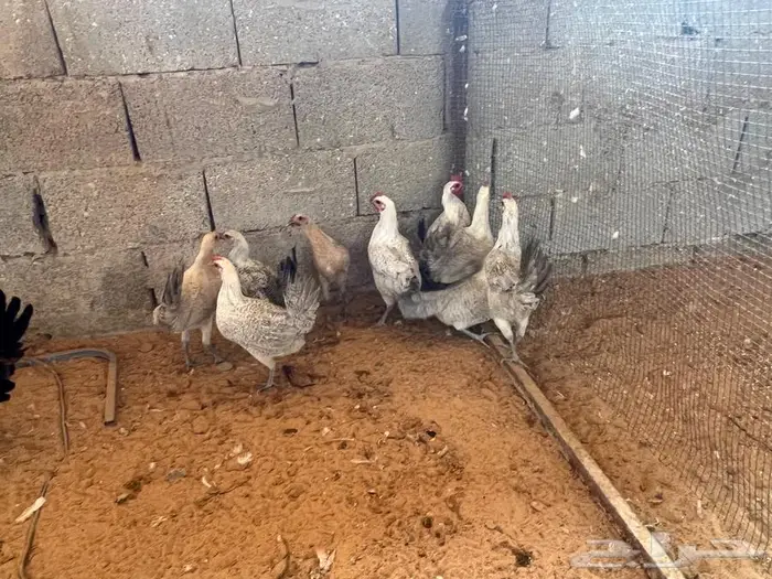 دجاج بياض مشكل فيومي شبابي فيومي المنيوم بلدي 2