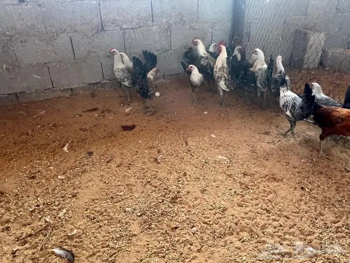 دجاج بياض مشكل فيومي شبابي فيومي المنيوم بلدي 6