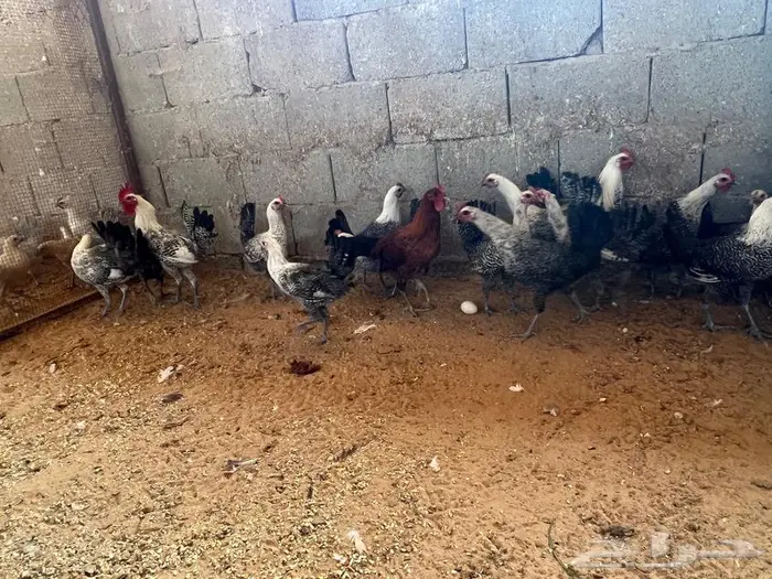 دجاج بياض مشكل فيومي شبابي فيومي المنيوم بلدي 7