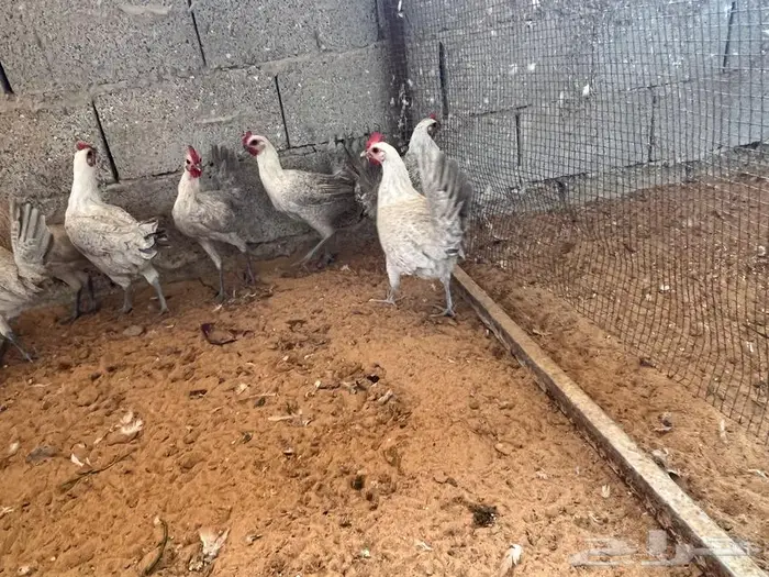 دجاج بياض مشكل فيومي شبابي فيومي المنيوم بلدي 9