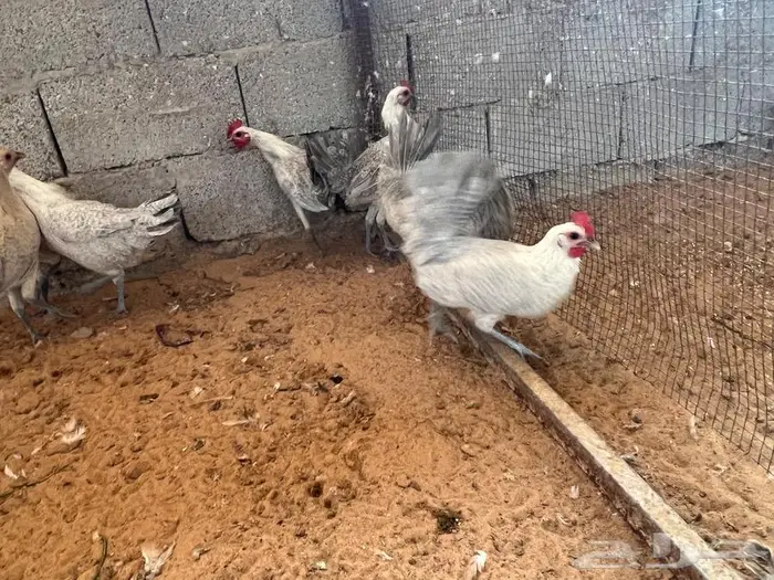دجاج بياض مشكل فيومي شبابي فيومي المنيوم بلدي 10