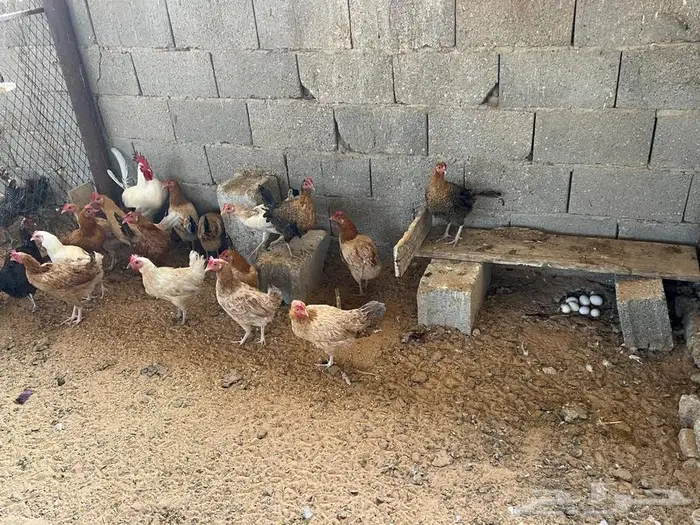 دجاج بياض مشكل فيومي شبابي فيومي المنيوم بلدي 4