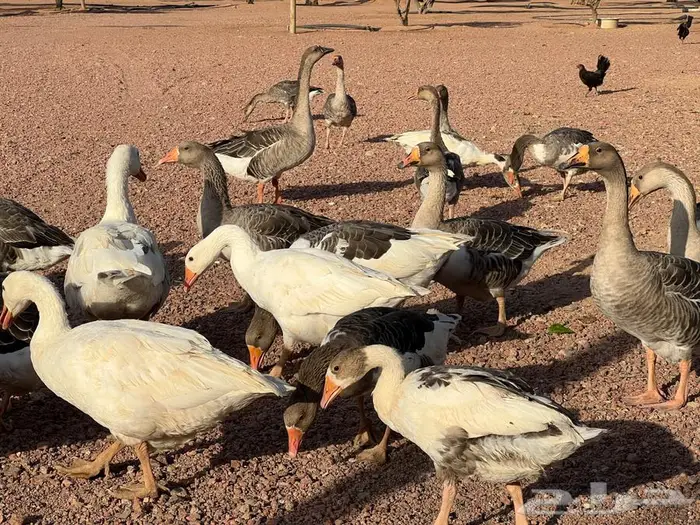 وز بلدي منتج 0