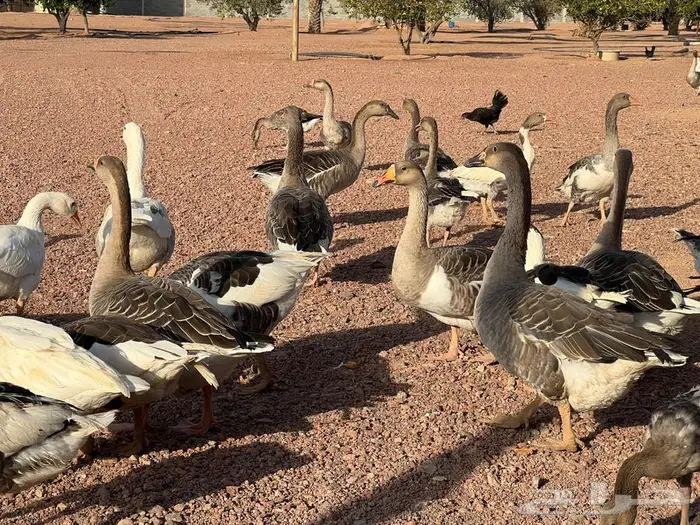 وز بلدي منتج 1