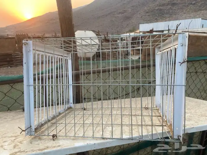 مصيده طيور 2