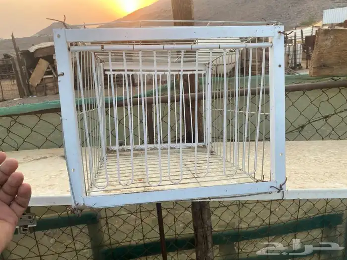 مصيده طيور 1