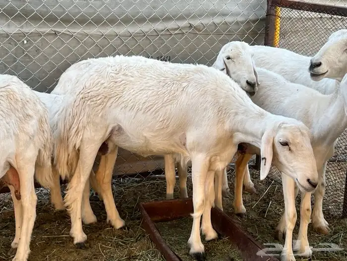 حريات ولد 13