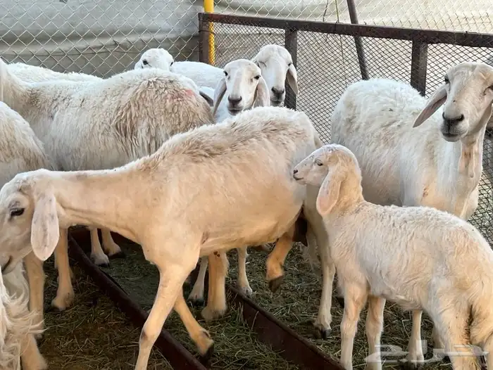 حريات ولد 15