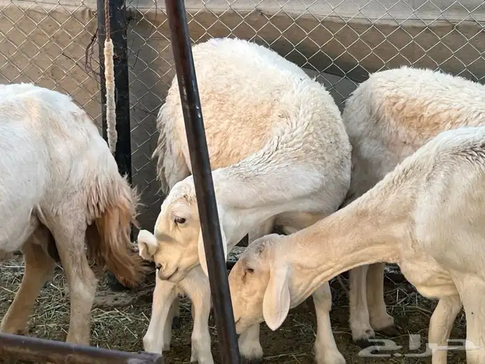 حريات ولد 11