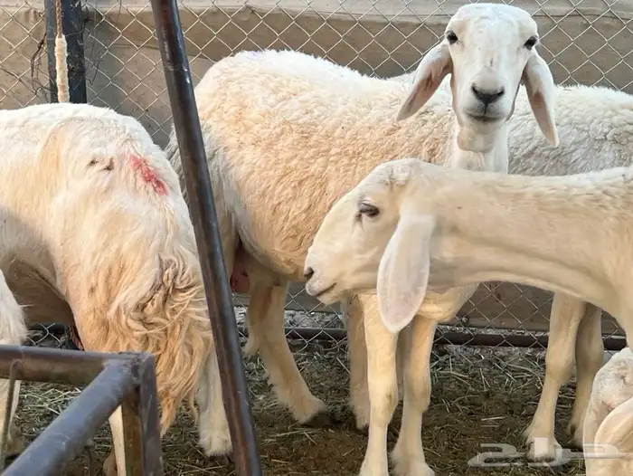 حريات ولد 12