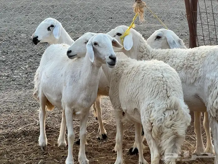 حريات ولد 20