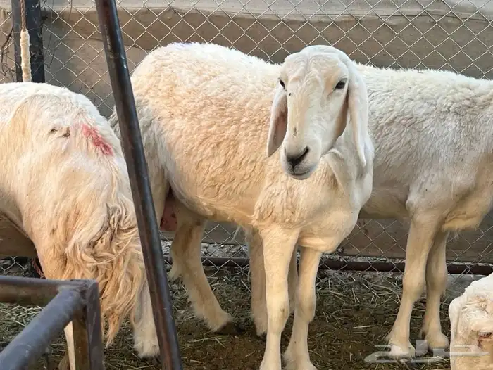 حريات ولد 14