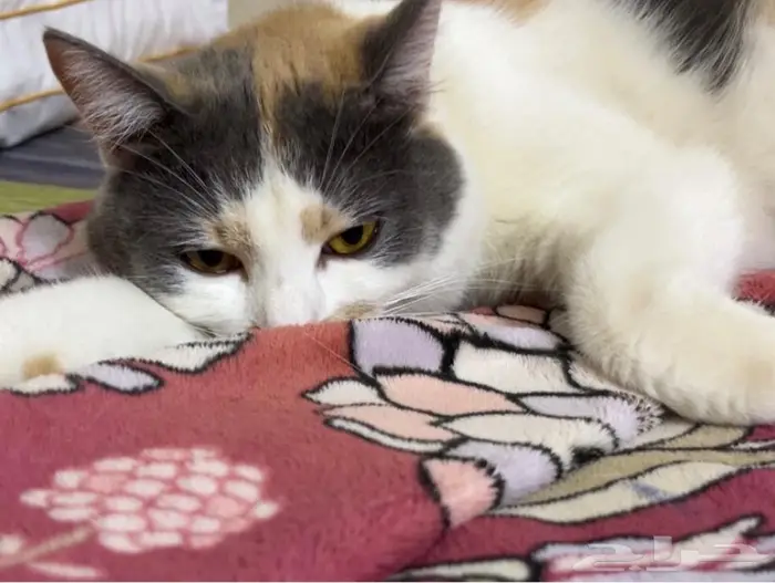 قطة حامل للتبني 4