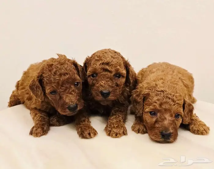 Mini toy poodle and pomerinanبودل وبومرينيم 5