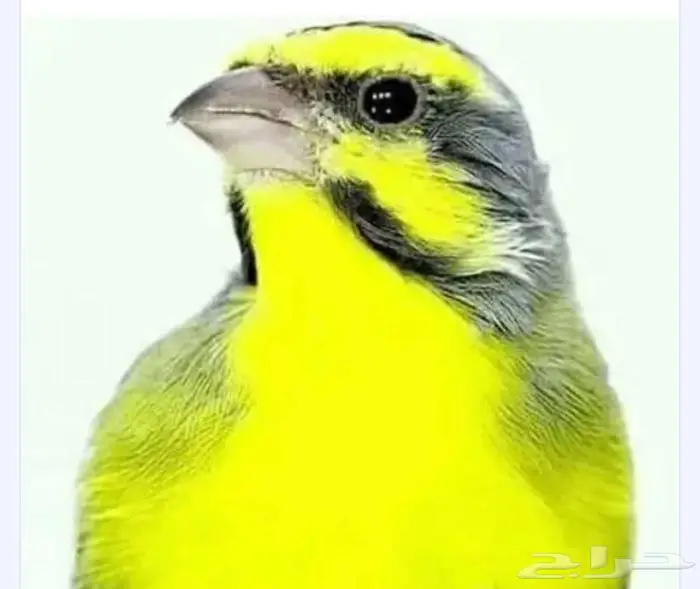 زوجين ياسمين موزمبيق جاهزين للانتاج 2