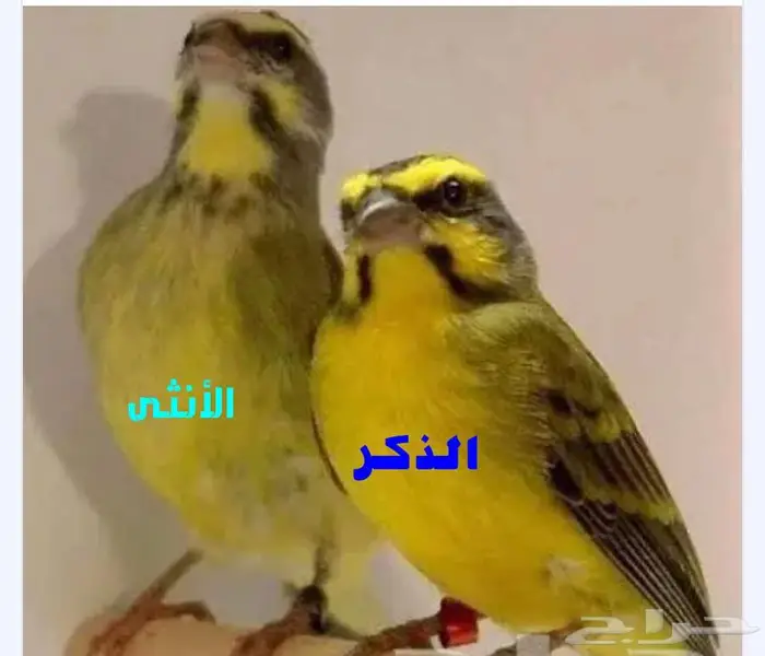 زوجين ياسمين موزمبيق جاهزين للانتاج 1