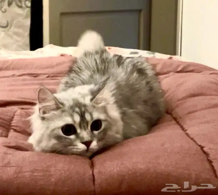 قطة انثى للتبني مع الاغراض 2