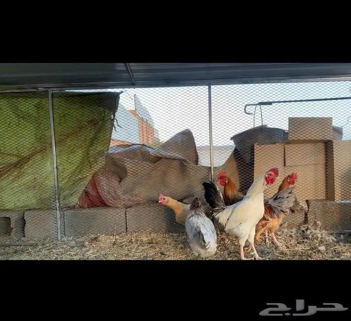 دجاج بلدي للبيع 0