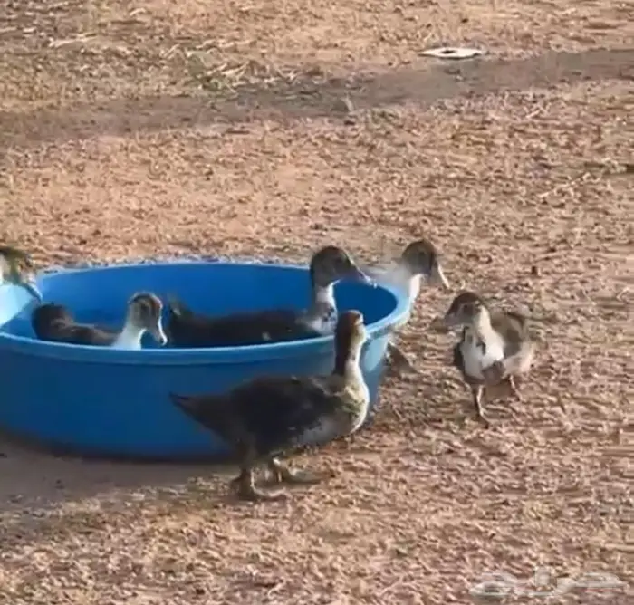 بط مسكوفى للبيع الزوج 100 ريال 4