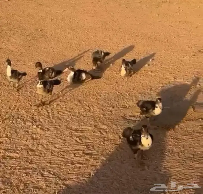 بط مسكوفى للبيع الزوج 100 ريال 3