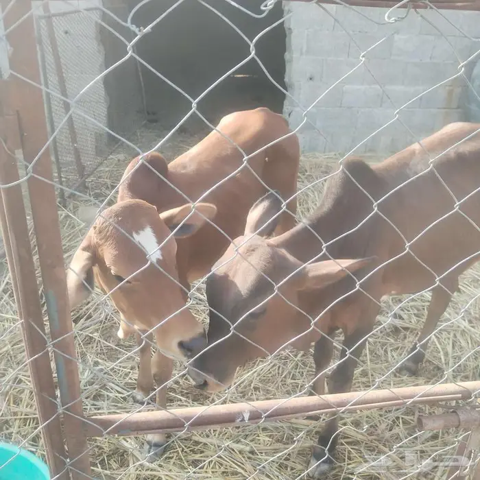 حسلان للبيع 0