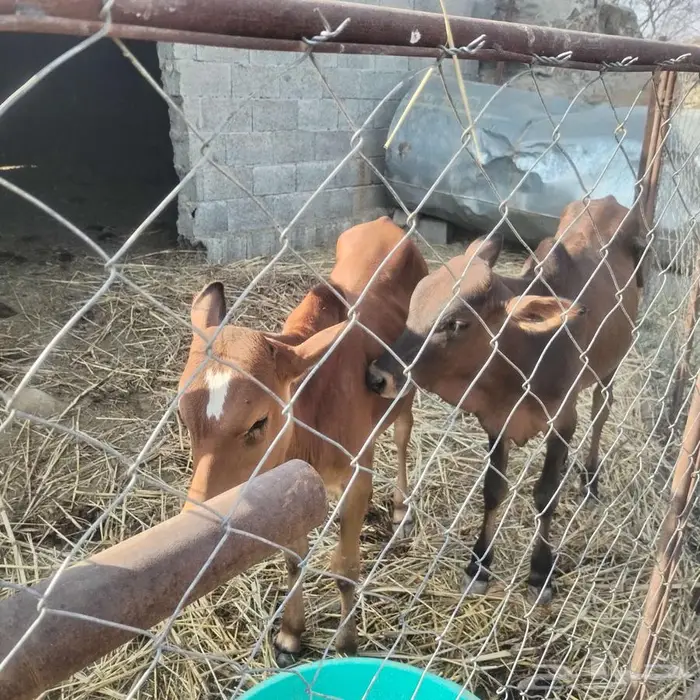 حسلان للبيع 1