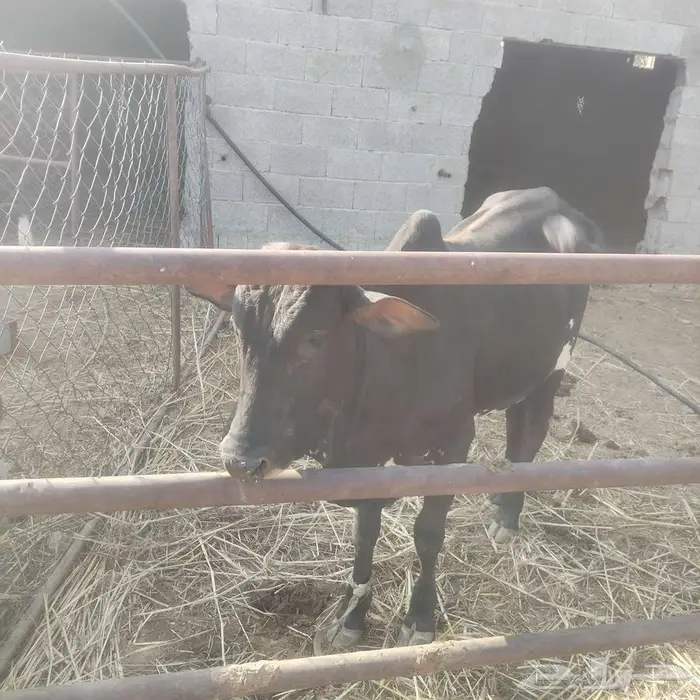 حسلان للبيع 2